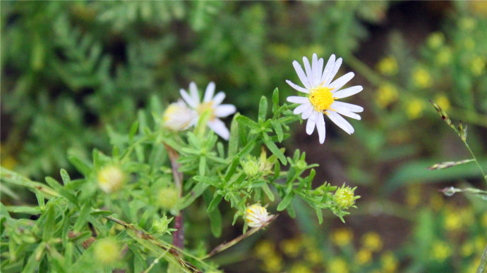 花