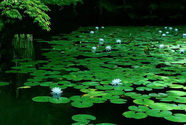 湖