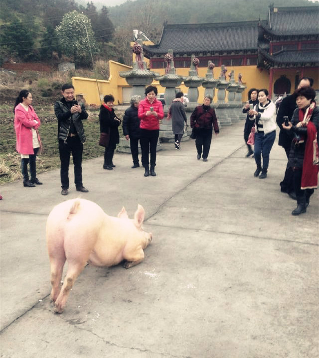 豬拜佛