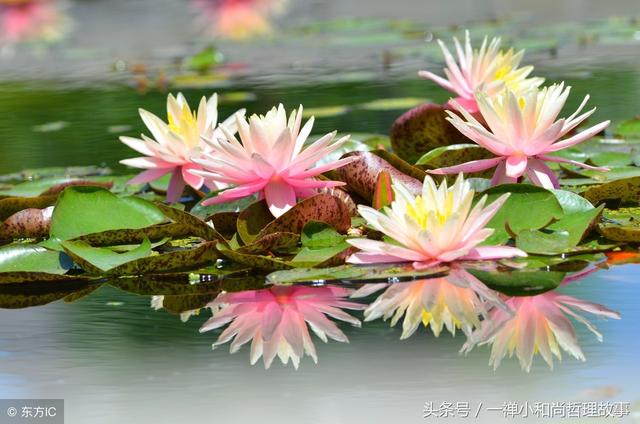 莲花